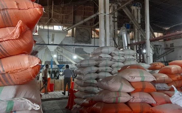 خرید هزار و ۵۰۰ تن برنج توسط اتحادیه از کشاورزان بابلی