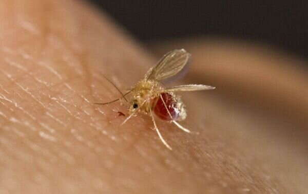 ابتلای ۴۸۰۰ نفر به این بیماری در سال جاری ابتلای ۴۸۰۰ نفر به این بیماری در سال جاری